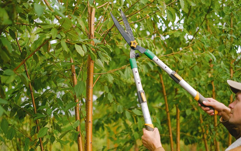 Tree trimming in La Porte City, IA